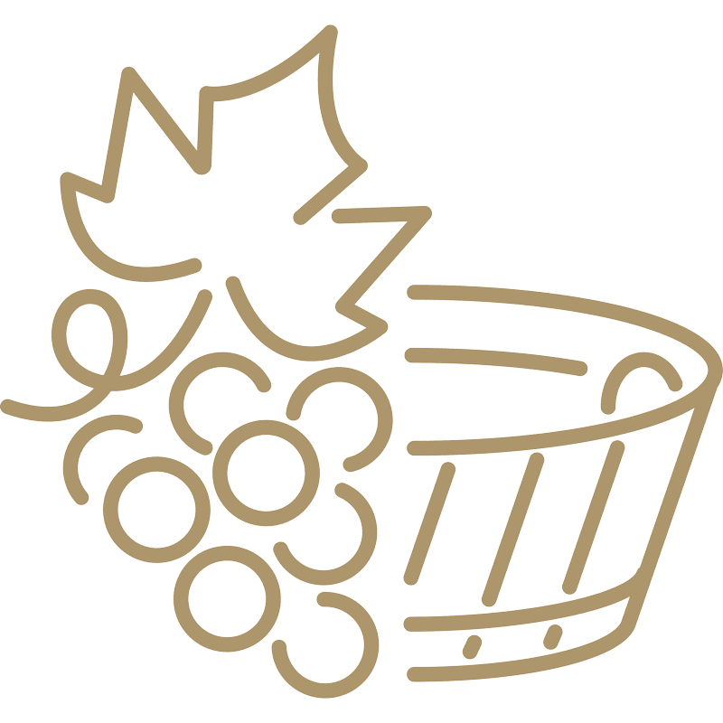 Eine einfache Strichzeichnung einer Weintraube mit einem großen Blatt neben einem Holzfass. Die Illustration verwendet eine einzige, hellbraune Farbe auf weißem Hintergrund.