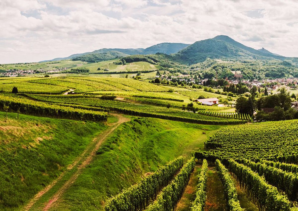 Ein üppiger, grüner Weinberg erstreckt sich über sanfte Hügel unter einem teilweise bewölkten Himmel, mit Bergen und einem kleinen Dorf im Hintergrund.